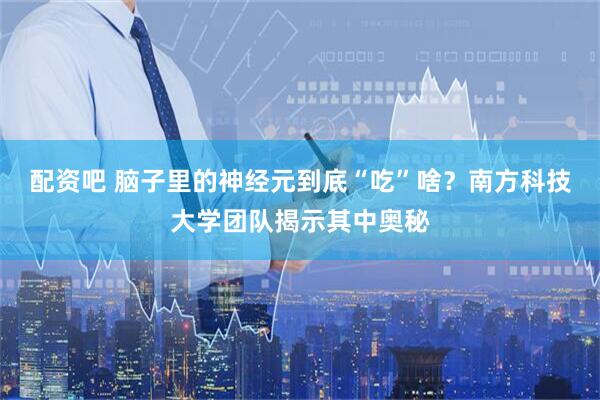 配资吧 脑子里的神经元到底“吃”啥？南方科技大学团队揭示其中奥秘